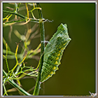 Chenille de Machaon